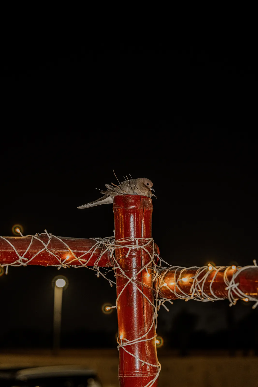 The resident dove · fairy-light perch